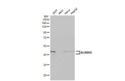 ALKBH5 Antibody (HL2061) - Azide and BSA Free, Novus Biologicals 100 &mu;L,