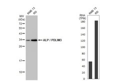 PDLIM3 Antibody (HL2075) - Azide and BSA Free, Novus Biologicals 100 &mu;L | Buy Online | Novus Biologicals | Fisher Scientific