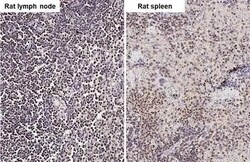 ARID1A Antibody (HL2304) - Azide and BSA Free, Novus Biologicals 100 &mu;L,