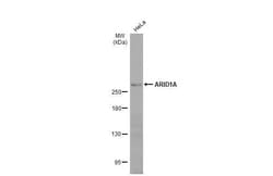 ARID1A Antibody (HL2304) - Azide and BSA Free, Novus Biologicals 100 &mu;L,