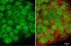 Artemis Antibody (HL1227) - Azide and BSA Free, Novus Biologicals 100 &mu;L,