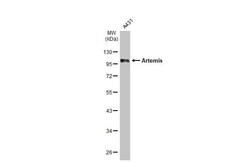 Artemis Antibody (HL1227) - Azide and BSA Free, Novus Biologicals 100 &mu;L,