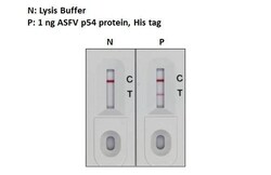 African Swine Fever Virus p54 Antibody (HL1287) - Azide and BSA Free, Novus