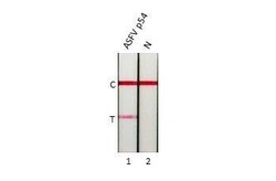 African Swine Fever Virus p54 Antibody (HL1287) - Azide and BSA Free, Novus