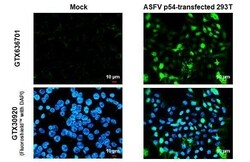 African Swine Fever Virus p54 Antibody (HL1287) - Azide and BSA Free, Novus