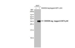 African Swine Fever Virus p54 Antibody (HL1287) - Azide and BSA Free, Novus