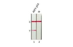 African Swine Fever Virus p54 Antibody (HL1287) - Azide and BSA Free, Novus