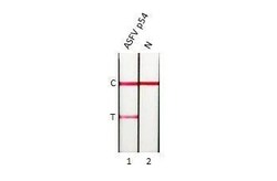 African Swine Fever Virus p54 Antibody (HL1287) - Azide and BSA Free, Novus