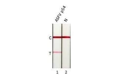 African Swine Fever Virus p54 Antibody (HL1289) - Azide and BSA Free, Novus