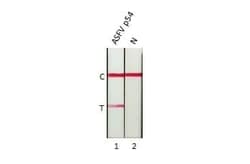 African Swine Fever Virus p54 Antibody (HL1289) - Azide and BSA Free, Novus