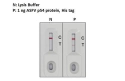 African Swine Fever Virus p54 Antibody (HL1289) - Azide and BSA Free, Novus