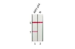 African Swine Fever Virus p54 Antibody (HL1289) - Azide and BSA Free, Novus