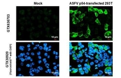 African Swine Fever Virus p54 Antibody (HL1289) - Azide and BSA Free, Novus