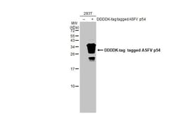 African Swine Fever Virus p54 Antibody (HL1289) - Azide and BSA Free, Novus