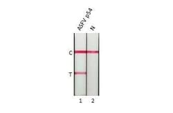 African Swine Fever Virus p54 Antibody (HL1289) - Azide and BSA Free, Novus