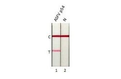 African Swine Fever Virus p54 Antibody (HL1289) - Azide and BSA Free, Novus