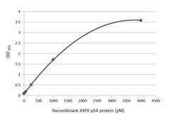 African Swine Fever Virus p54 Antibody (HL1289) - Azide and BSA Free, Novus