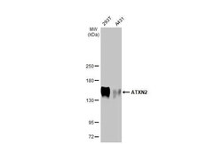 Ataxin-2 Antibody (HL1902) - Azide and BSA Free, Novus Biologicals 100