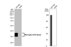 Monoglyceride Lipase Antibody (HL1937) - Azide and BSA Free, Novus Biologicals