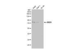 BRD9 Antibody (HL1282) - Azide and BSA Free, Novus Biologicals 100 &mu;L,