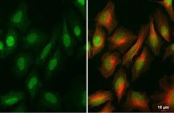 BRD9 Antibody (HL1282) - Azide and BSA Free, Novus Biologicals 100 &mu;L,