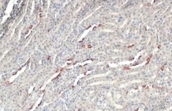 BRD9 Antibody (HL1282) - Azide and BSA Free, Novus Biologicals 100 &mu;L,