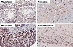 BRD9 Antibody (HL1282) - Azide and BSA Free, Novus Biologicals 100 &mu;L,