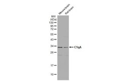 Complement Component C1qA Antibody (HL1695) - Azide and BSA Free, Novus Biologicals 100 &mu;L | Buy Online | Novus Biologicals | Fisher Scientific
