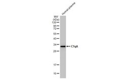 Complement Component C1qA Antibody (HL1695) - Azide and BSA Free, Novus Biologicals 100 &mu;L | Buy Online | Novus Biologicals | Fisher Scientific