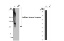 Calcium-sensing R/CaSR Antibody (HL2357) - Azide and BSA Free, Novus Biologicals