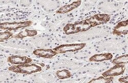 Calcium-sensing R/CaSR Antibody (HL2357) - Azide and BSA Free, Novus Biologicals