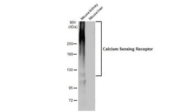 Calcium-sensing R/CaSR Antibody (HL2357) - Azide and BSA Free, Novus Biologicals