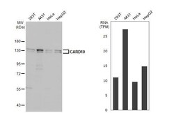 CARD10 Antibody (HL2260) - Azide and BSA Free, Novus Biologicals 100 &mu;L,