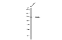 CARD10 Antibody (HL2261) - Azide and BSA Free, Novus Biologicals 100 &mu;L,