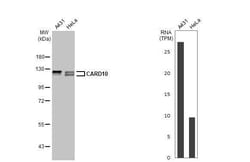 CARD10 Antibody (HL2261) - Azide and BSA Free, Novus Biologicals 100 &mu;L,