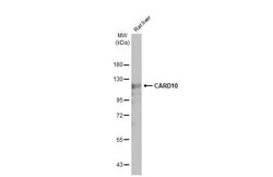 CARD10 Antibody (HL2261) - Azide and BSA Free, Novus Biologicals 100 &mu;L,