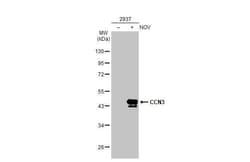 NOV/CCN3 Antibody (HL2416) - Azide and BSA Free, Novus Biologicals 100