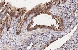 NOV/CCN3 Antibody (HL2416) - Azide and BSA Free, Novus Biologicals 100