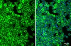 Fc gamma RIIB/CD32b Antibody (HL1948) - Azide and BSA Free, Novus Biologicals