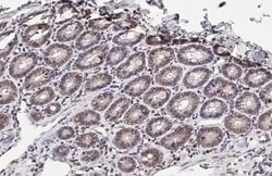 Fc gamma RIIB/CD32b Antibody (HL1948) - Azide and BSA Free, Novus Biologicals