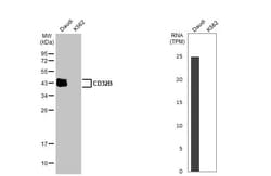Fc gamma RIIB/CD32b Antibody (HL1948) - Azide and BSA Free, Novus Biologicals
