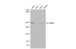 CHD2 Antibody (HL2066) - Azide and BSA Free, Novus Biologicals 100 &mu;L,