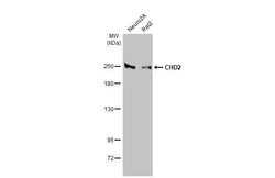CHD2 Antibody (HL2066) - Azide and BSA Free, Novus Biologicals 100 &mu;L,