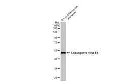 Chikungunya Virus E1 Antibody (HL2069) - Azide and BSA Free, Novus Biologicals