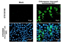 Chikungunya Virus nsp2 Antibody - Azide and BSA Free, Novus Biologicals