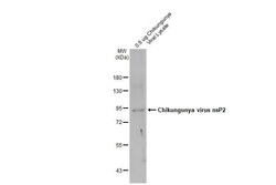 Chikungunya Virus nsp2 Antibody - Azide and BSA Free, Novus Biologicals