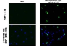 Chikungunya Virus nsp2 Antibody - Azide and BSA Free, Novus Biologicals