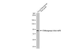 Chikungunya Virus nsp2 Antibody (HL1431) - Azide and BSA Free, Novus Biologicals