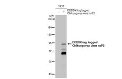 Chikungunya Virus nsp2 Antibody (HL1488) - Azide and BSA Free, Novus Biologicals