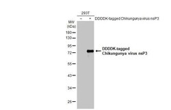 Chikungunya Virus nsp3 Antibody (HL2479) - Azide and BSA Free, Novus Biologicals